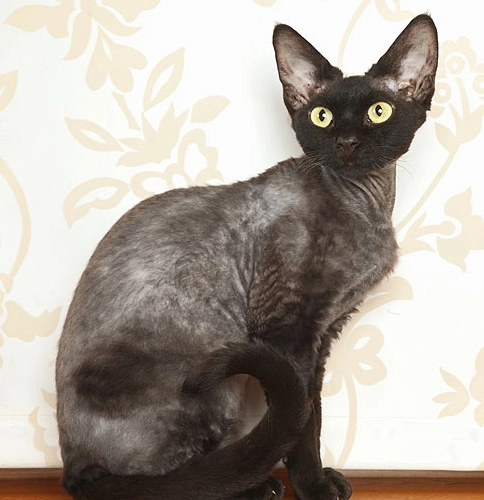 devon rex care devon rex care