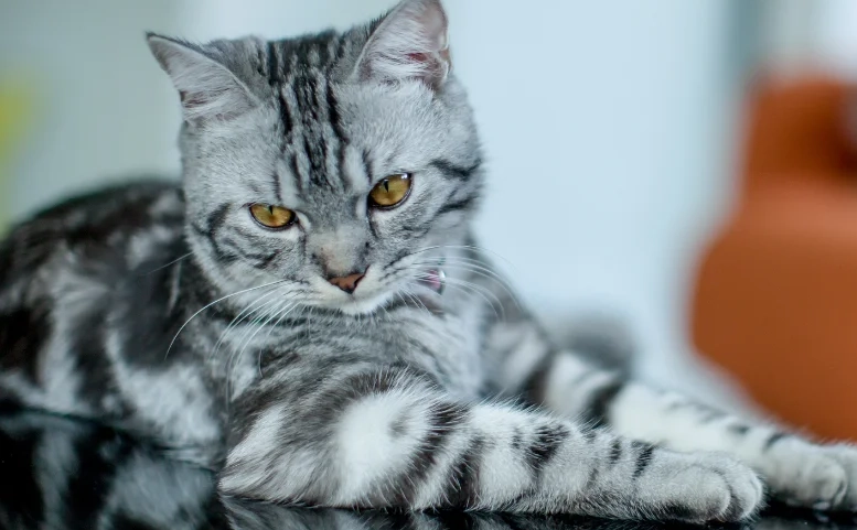 adopt American Shorthair