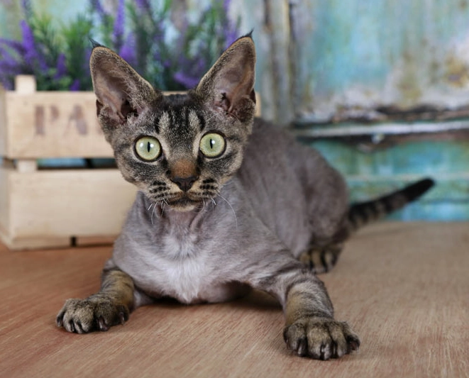 Devon Rex hypoallergenic Devon Rex hypoallergenic