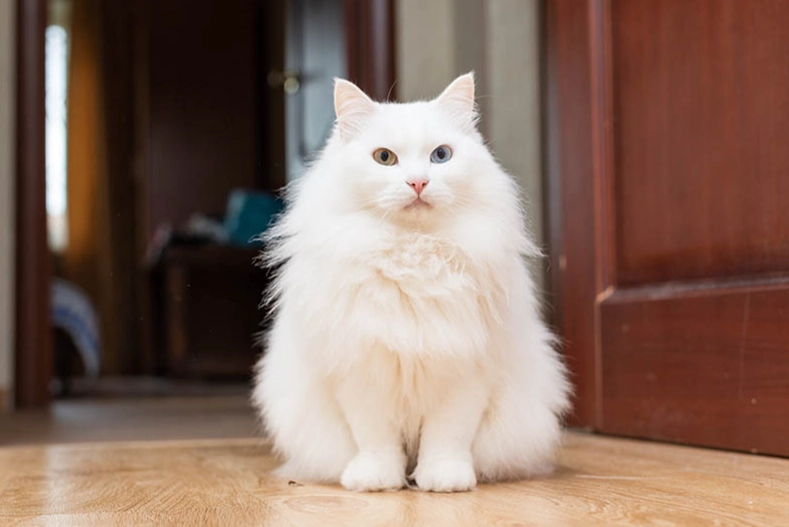 Turkish Angora affectionate