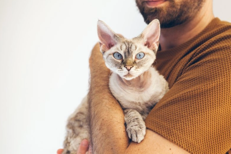 Devon Rex kitten cost