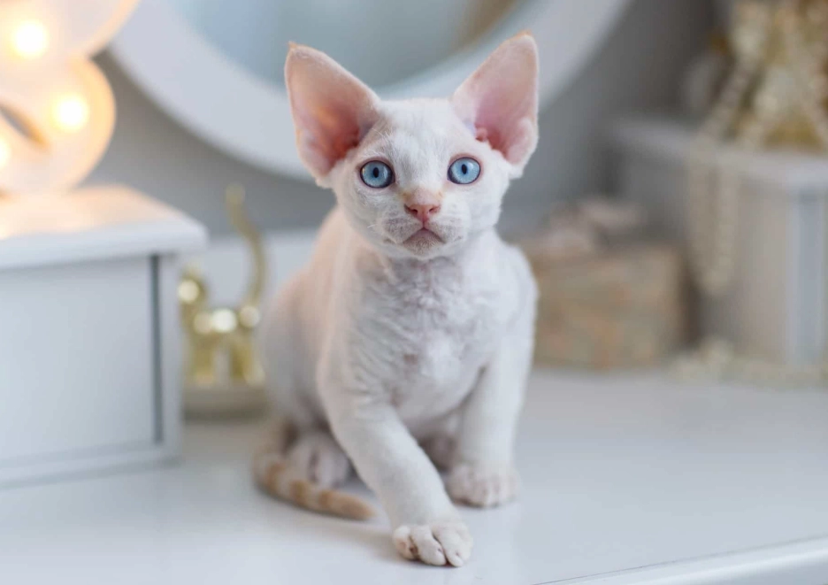 Devon Rex kitten cost Devon Rex kitten cost