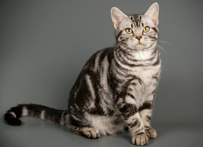 American Shorthair cat price