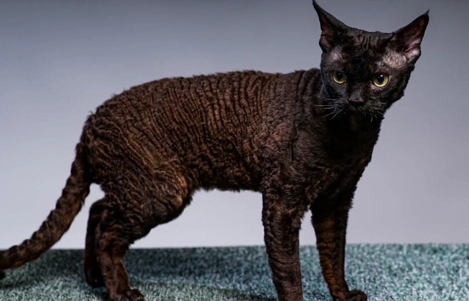 devon rex black devon rex black