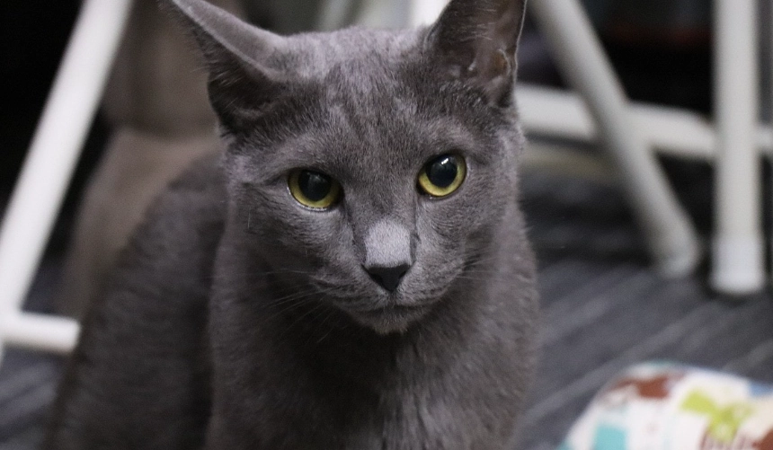 russian blue temperament russian blue temperament