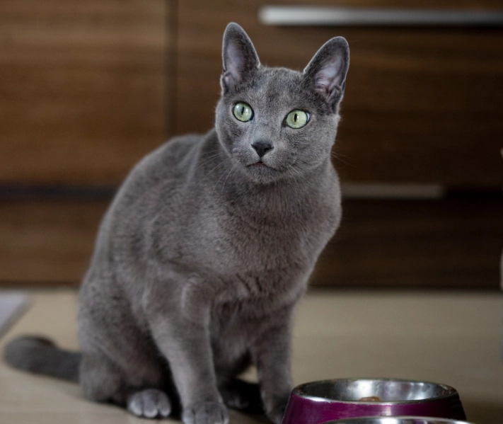 Are Russian Blue Cats Good Pets? An Honest Owner's Guide