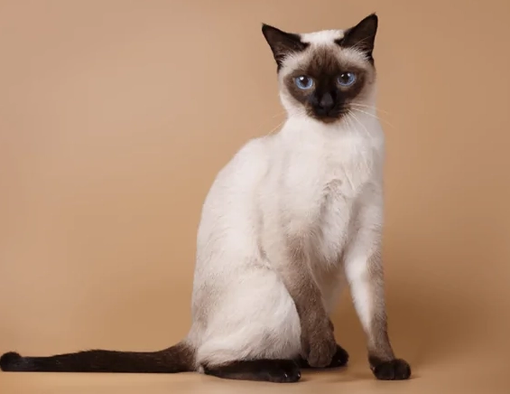 vocal Siamese cat