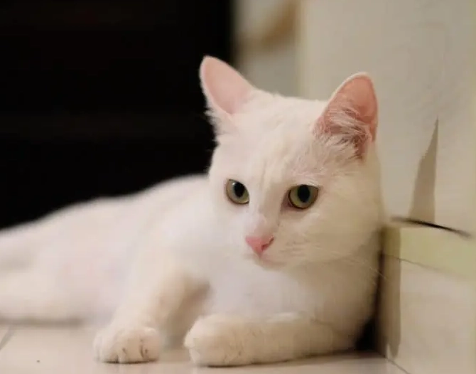 What is the lifespan of a white Russian cat?