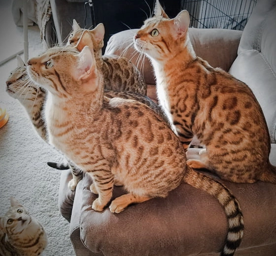 Bengal cat aggression