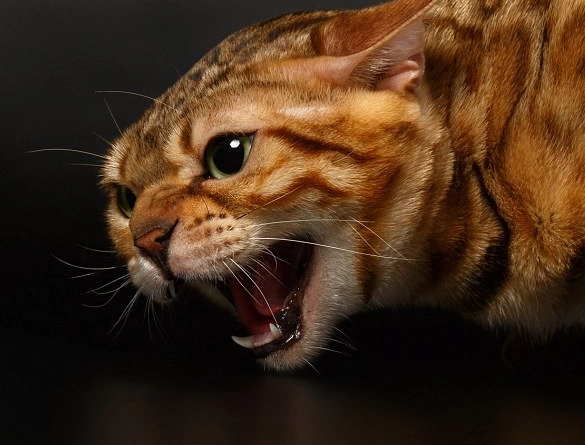 are Bengal cats good pets