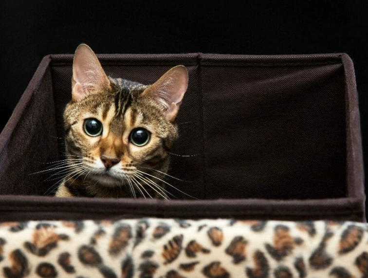 Bengal cat temperament