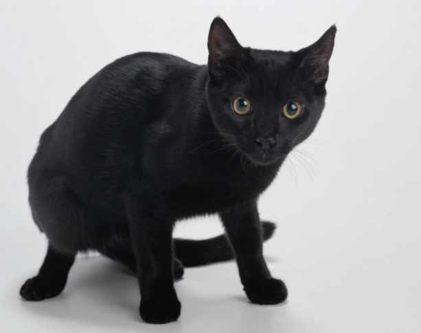 black cat personality