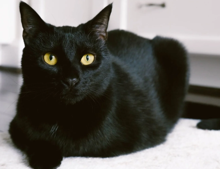 black domestic shorthair cat