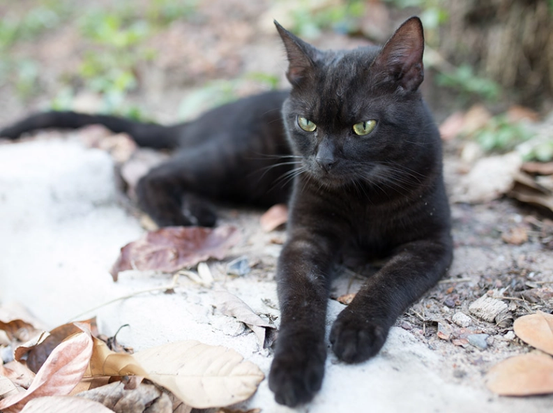 black cat personality