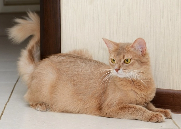 Somali cat care