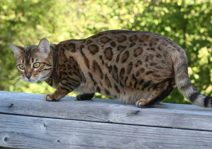 Bengal cat aggression