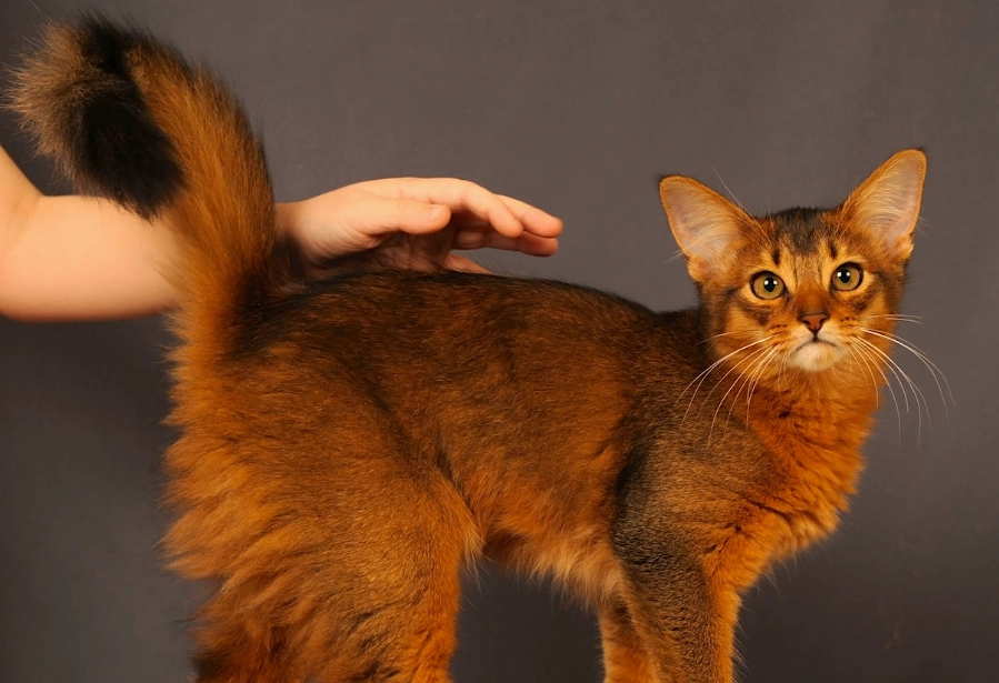 Somali cat