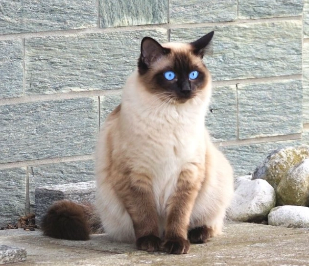types of Siamese cats
