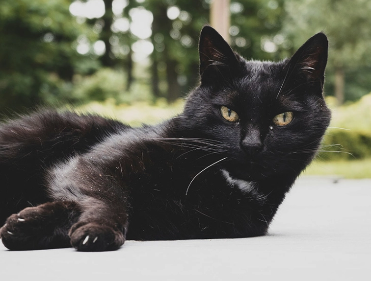 black domestic shorthair cat