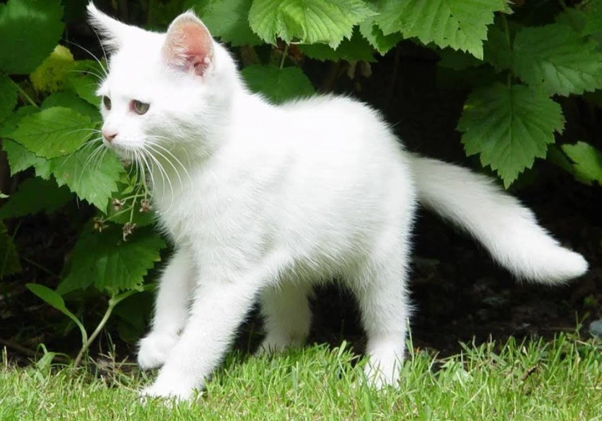 Siberian cat life expectancy