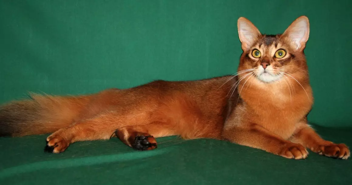 Somali cat coat patterns