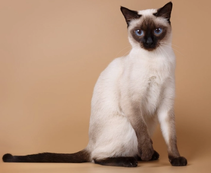 Siamese cat breeds