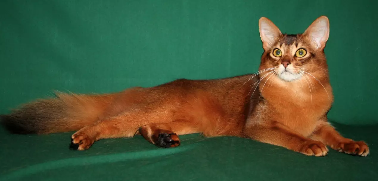 Somali cat