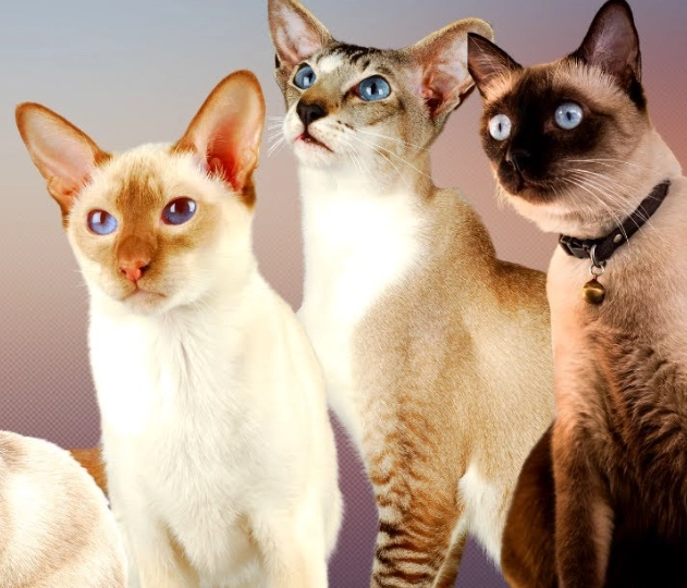 Siamese cat breeds