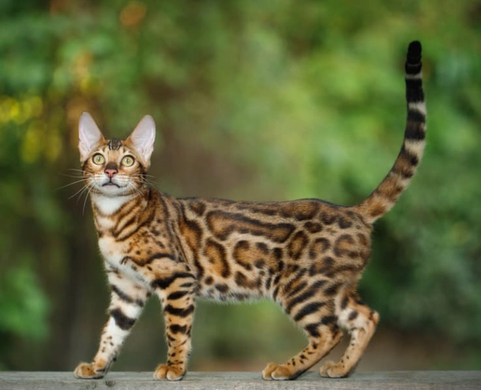Are Bengal cats good house pets?