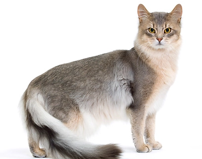 blue Somali cat