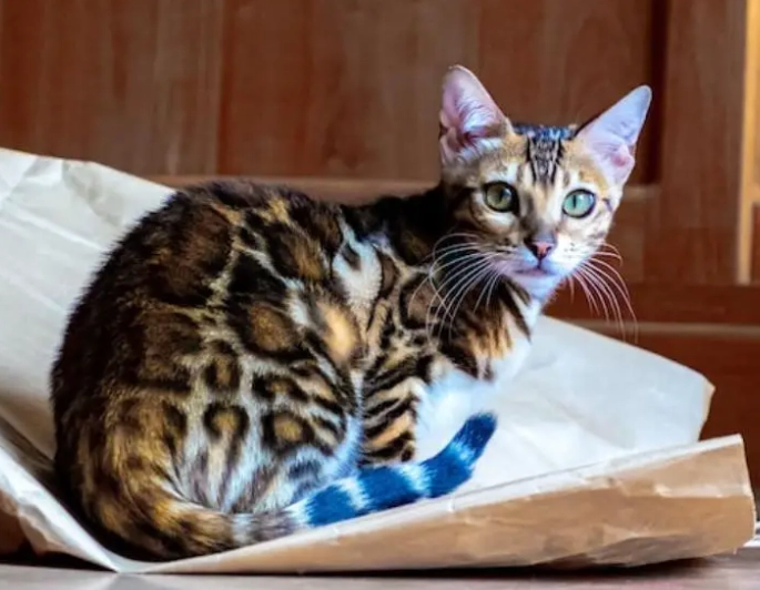 Bengal cat temperament