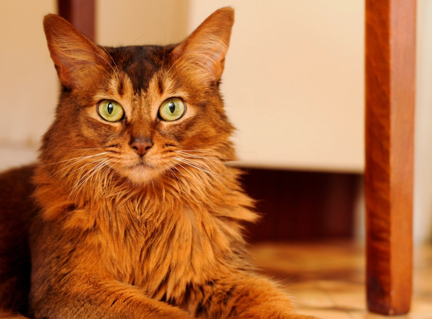 Somali cat
