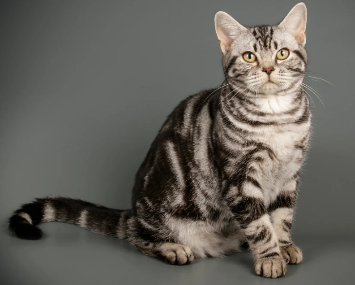 American Shorthair vs Domestic Shorthair