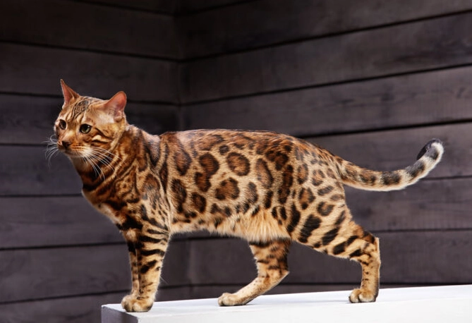 bengal cat care