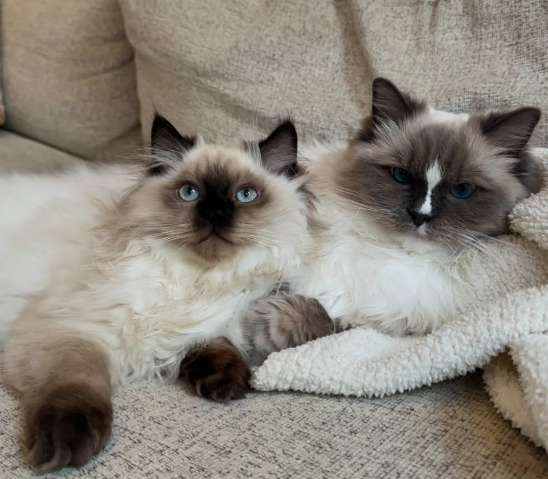 Are Ragdolls good house cats?