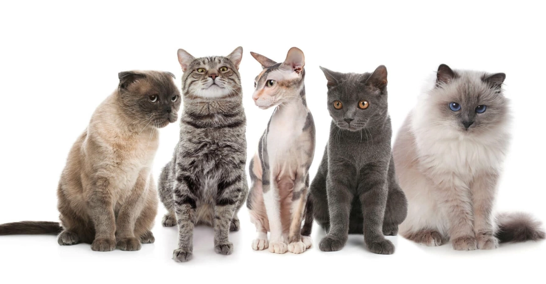 cat breed guide