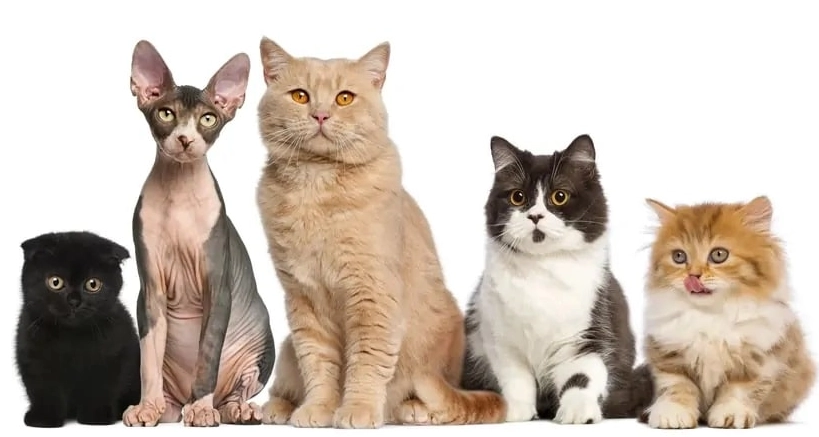 cat breeds