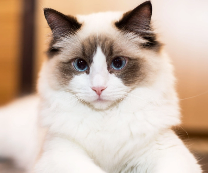 Ragdoll cats