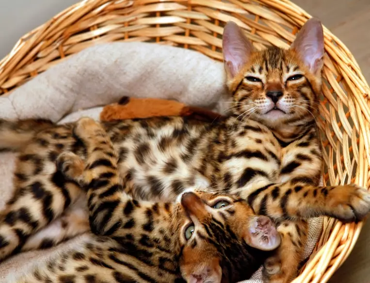 bengal cat temperament