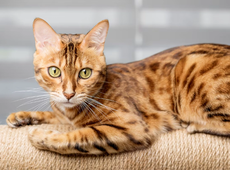 domestic bengal cat