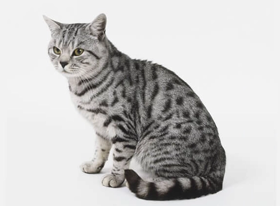 American Shorthair coat patterns American Shorthair coat patterns