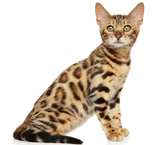 Bengal cat house pet