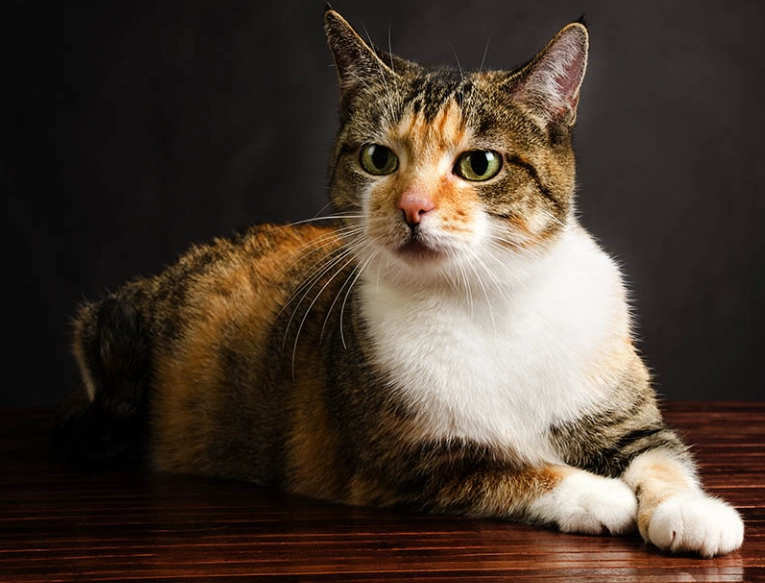 American Shorthair silver tabby American Shorthair silver tabby