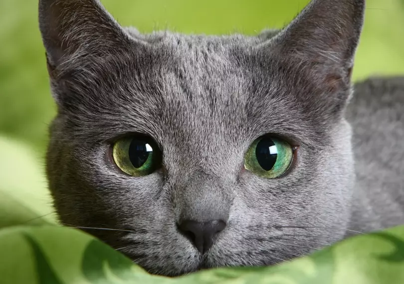 Can Russian Blue cats be left alone?