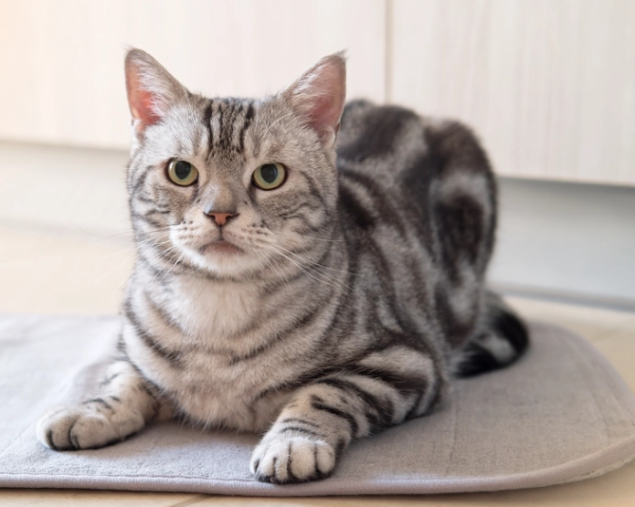 American Shorthair vs Domestic Shorthair