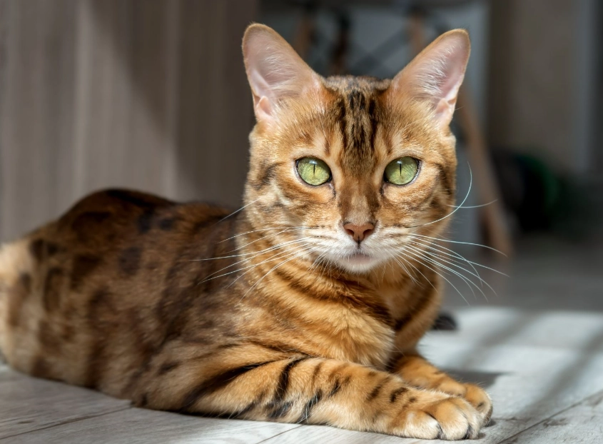 Bengal cat weight