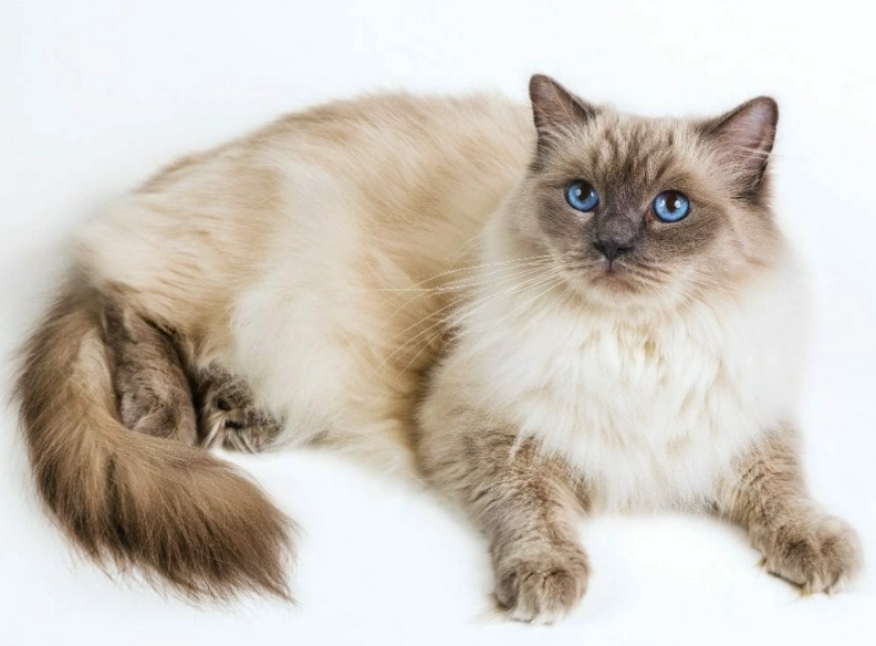 Ragdoll temperament