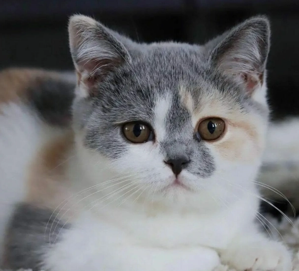 Why are British Shorthairs so expensive?