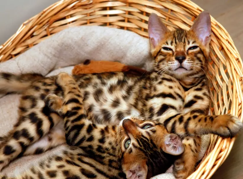 Bengal cat behavior