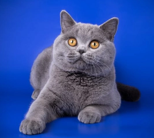British Shorthair price
